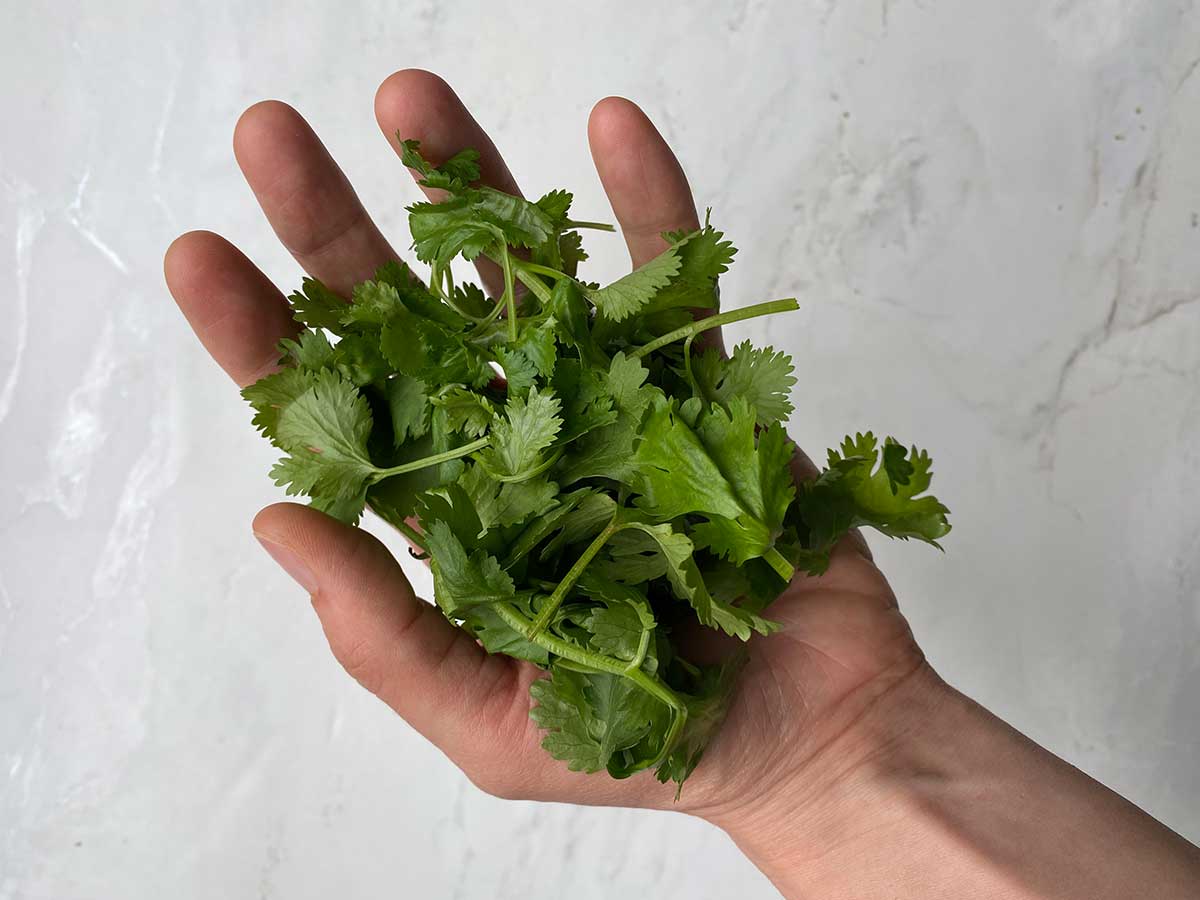 Handful of fresh coriander