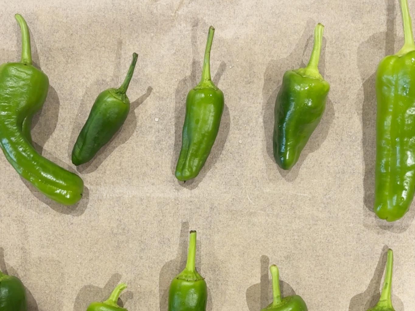 Raw padron peppers on a baking tray